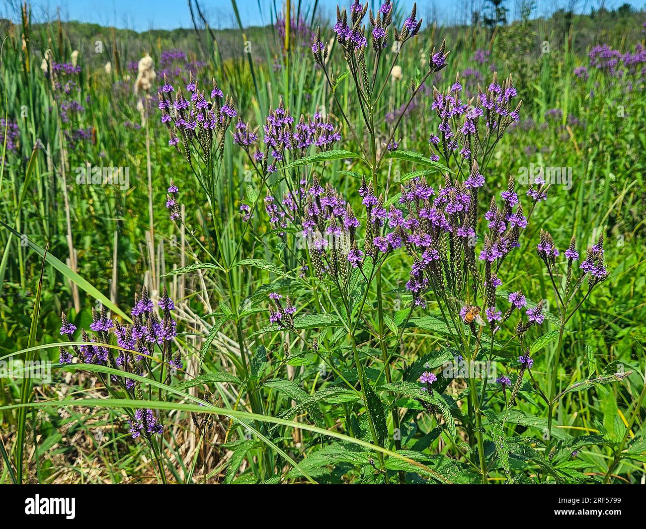 Blaue Eisenkraut-Verbena-Pflanze in Feuchtgebieten mit Hummeln und Katteln Stockfoto