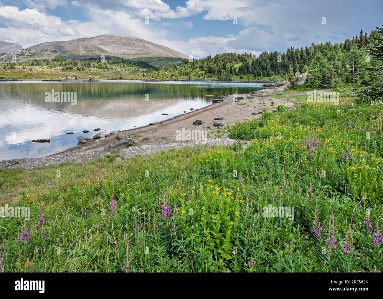 Wildblumen am Rock Isle Lake in den Höhenlagen des Mount Assiniboine Provincial Park, British Columbia, Kanada Stockfoto