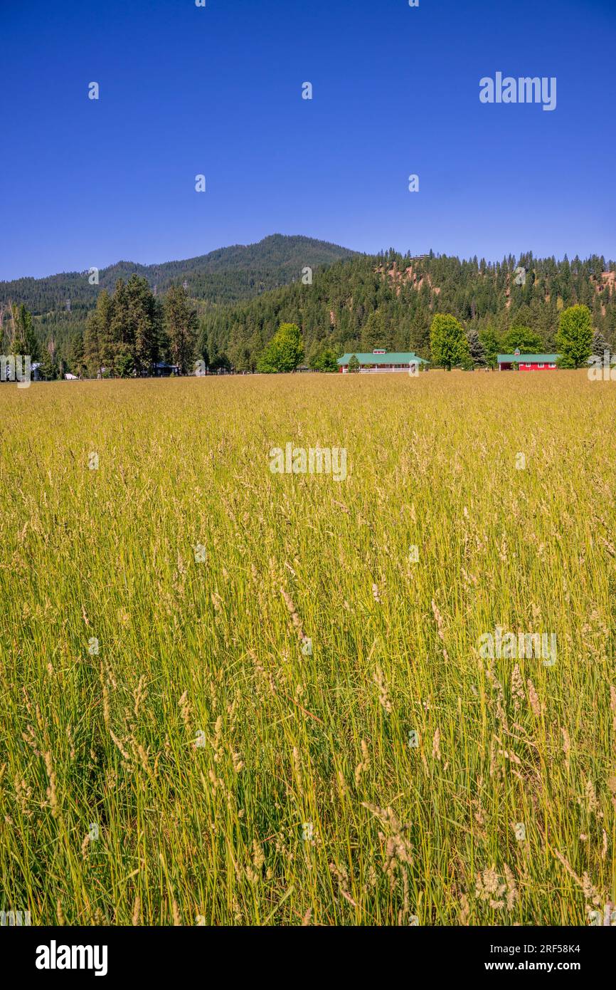 Ein Grasfeld im Plain Valley bei Leavenworth im Osten des Bundesstaats Washington, USA. Stockfoto