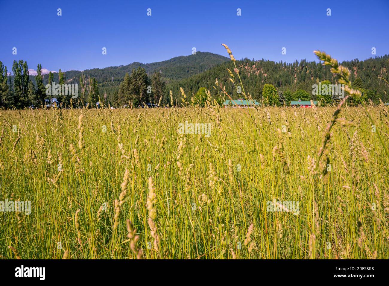 Ein Grasfeld im Plain Valley bei Leavenworth im Osten des Bundesstaats Washington, USA. Stockfoto