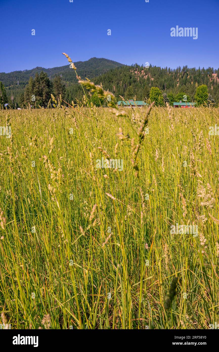 Ein Grasfeld im Plain Valley bei Leavenworth im Osten des Bundesstaats Washington, USA. Stockfoto
