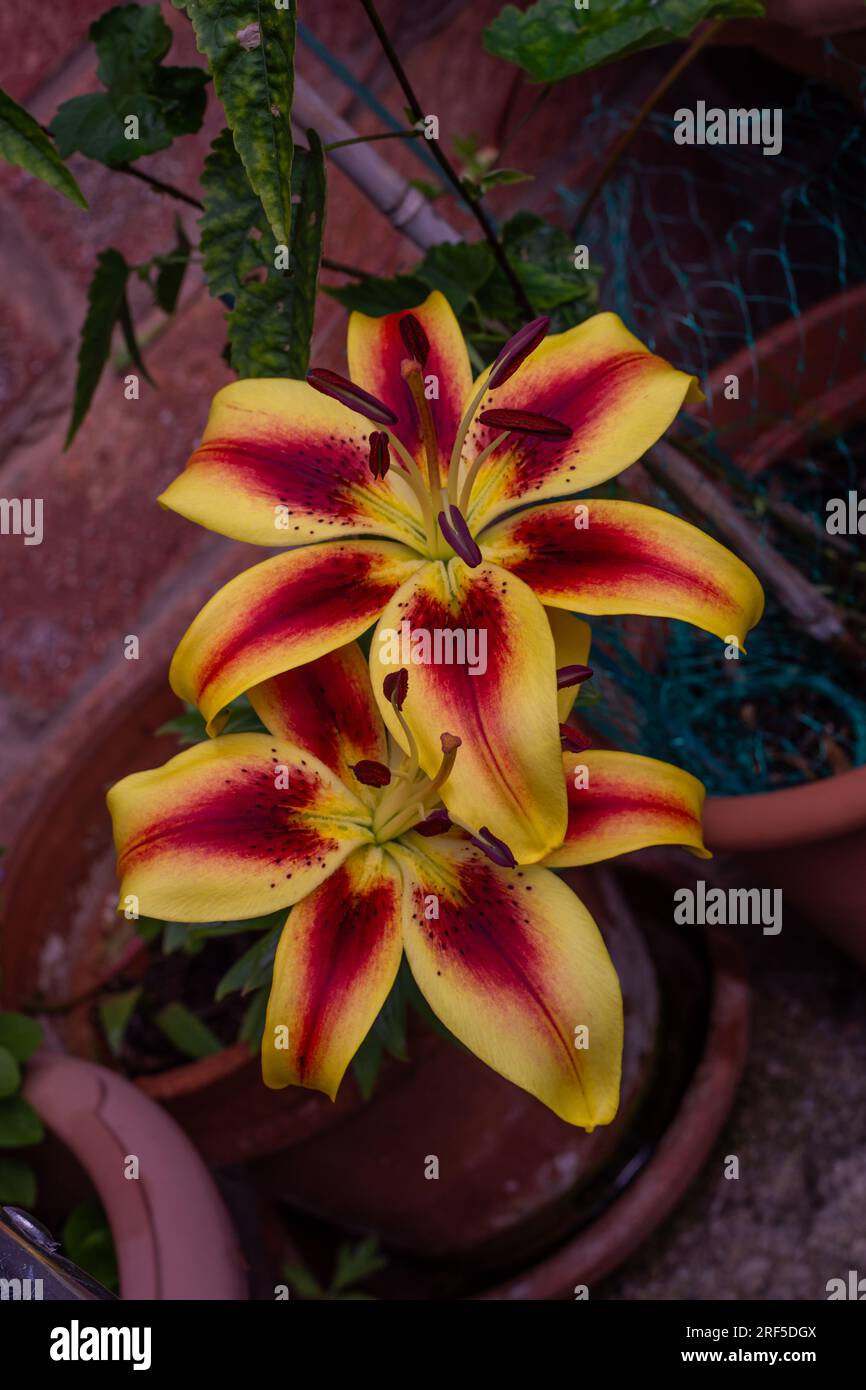 Eine rote und gelbe Starburst-Lilie Stockfoto