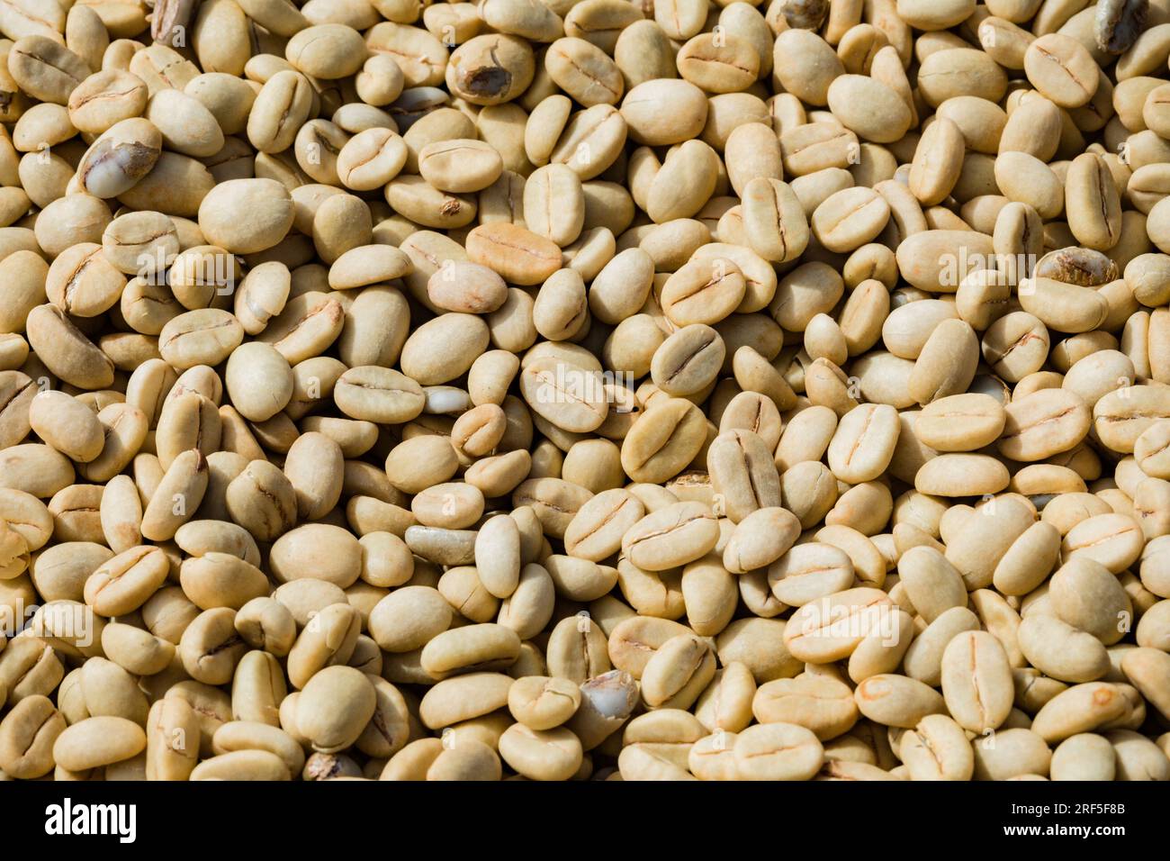 Rote Kaffeebohnen Kaffee rote Bohnen rohe reife Landwirtschaft in Kenia Ostafrika die K7 ist die einzige traditionelle kenianische Sorte, die einigen Rassen der CL widerstehen kann Stockfoto