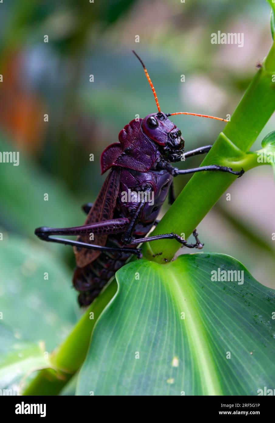 Purple Lubber Grasshopper (Taeniopoda reticulata), Tortuguero, Costa Rica Stockfoto