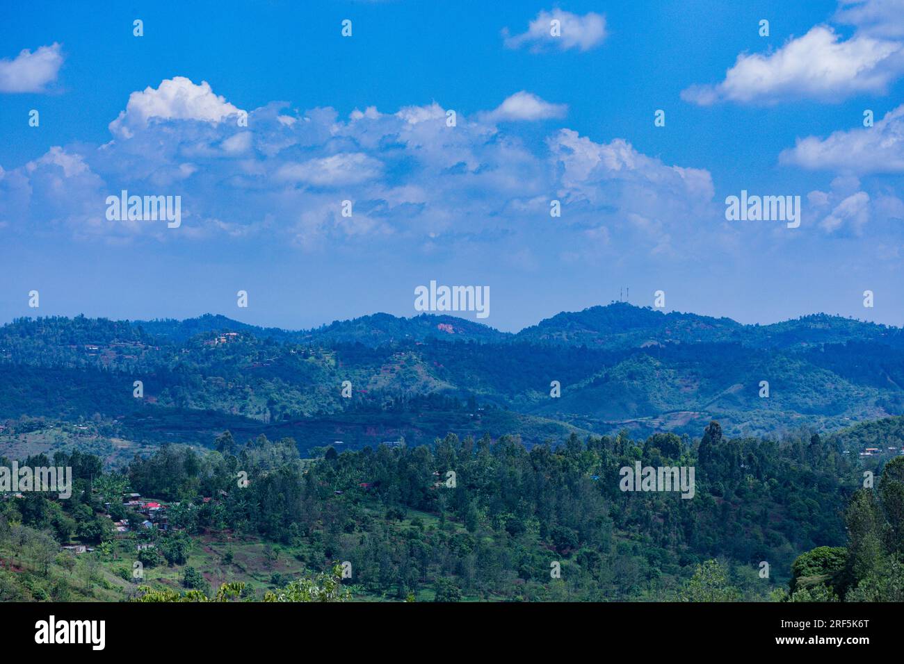 Die Coffee Trees Plantage in Ruiru, Kiambu County, Kenia ist ein Getränk, das aus gerösteten Kaffeebohnen zubereitet wird. Dunkel gefärbt, bitter und leicht sauer, Stockfoto