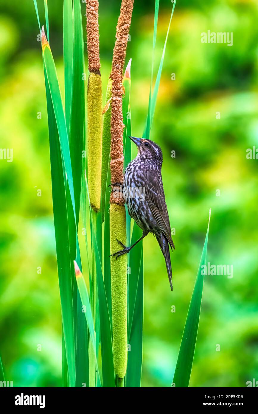 Red Wing Black Bird Im Presque Isle State Park Stockfoto