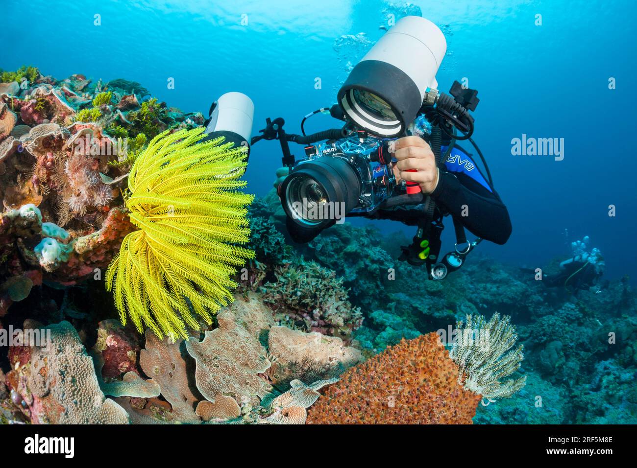 Ein Taucher, der eine digitale Spiegelreflexkamera aufnimmt, stellt sich auf einem indonesischen Riff auf einen Krinoiden, Oxycomanthus bennetti, auch Seerosen oder Federstern genannt. Stockfoto