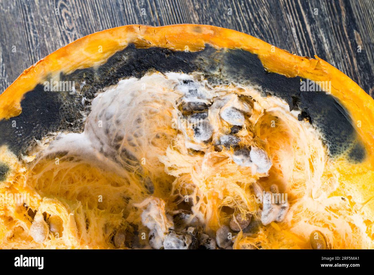 Reifer Orangenkürbis mit Schimmel und Schimmel bedeckt, reifes Gemüse, das aufgrund langer oder unsachgemäßer Lagerung verdorben wurde, Kürbis in gefährlichem Schimmel Stockfoto