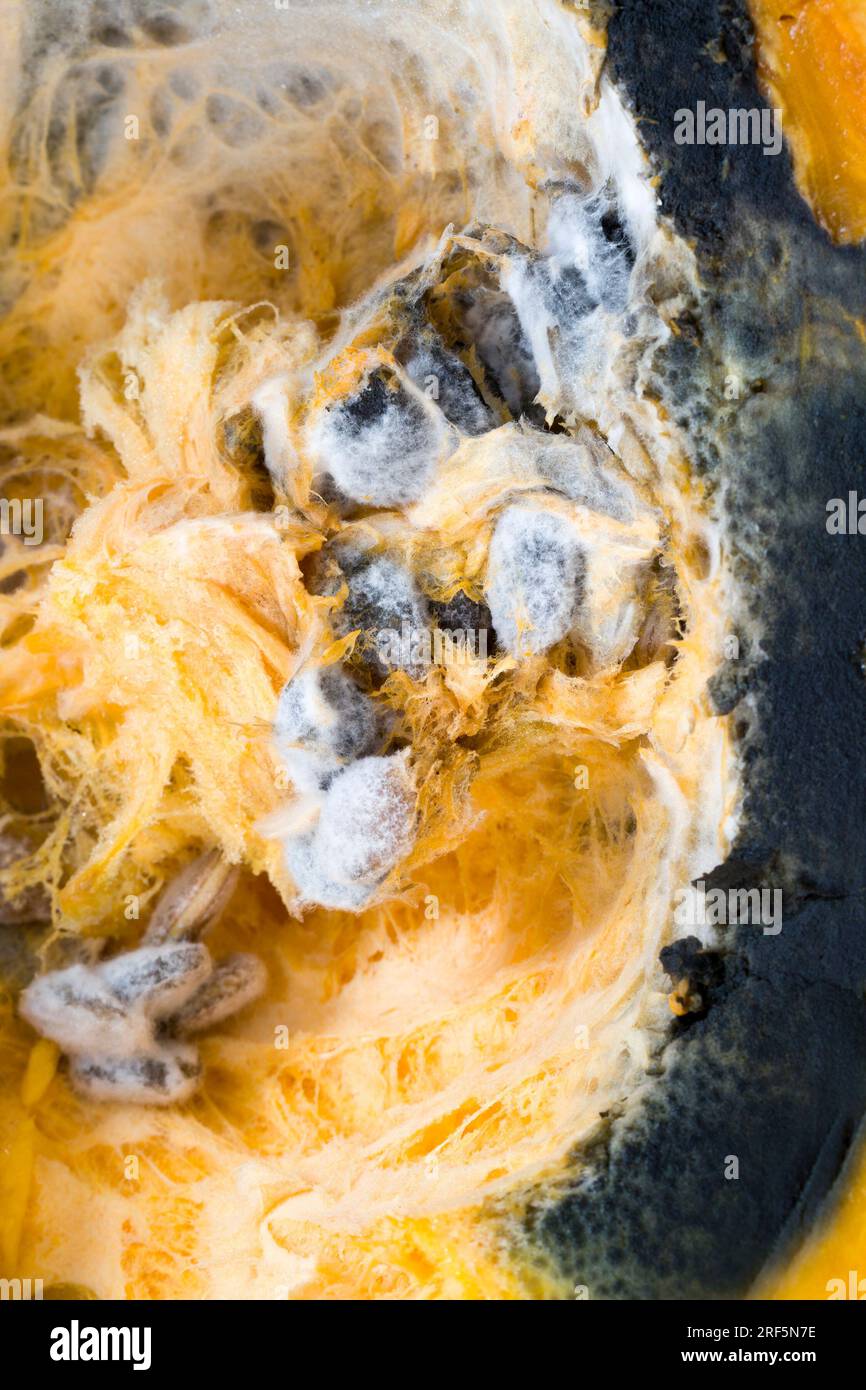 Reifer Orangenkürbis mit Schimmel und Schimmel bedeckt, reifes Gemüse, das aufgrund langer oder unsachgemäßer Lagerung verdorben wurde, Kürbis in gefährlichem Schimmel Stockfoto