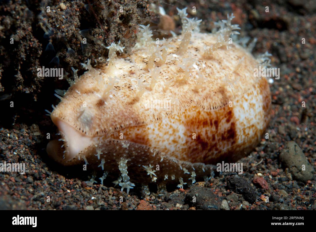 Dickkantige Kühe, Erronea caurica, mit ausgestreckten Papillen, Scuba Seraya Beach Resort House Reef, Karangasem, Bali, Indonesien Stockfoto
