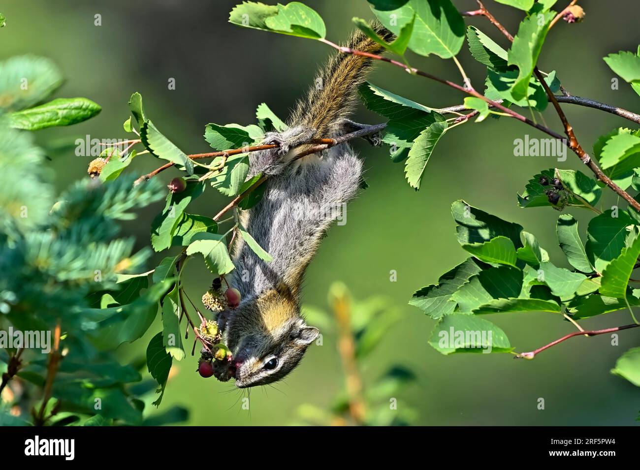 Ein wenig Streifenhörnchen, „Eutamias minimus“, der kopfüber auf einem Ast nach leckeren roten Beeren sucht. Stockfoto
