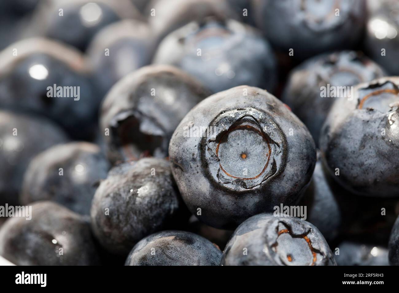 Frische reife Heidelbeeren mit Vitaminen, frisch geerntete und leckere Heidelbeeren, Heidelbeeren können roh gegessen werden Stockfoto