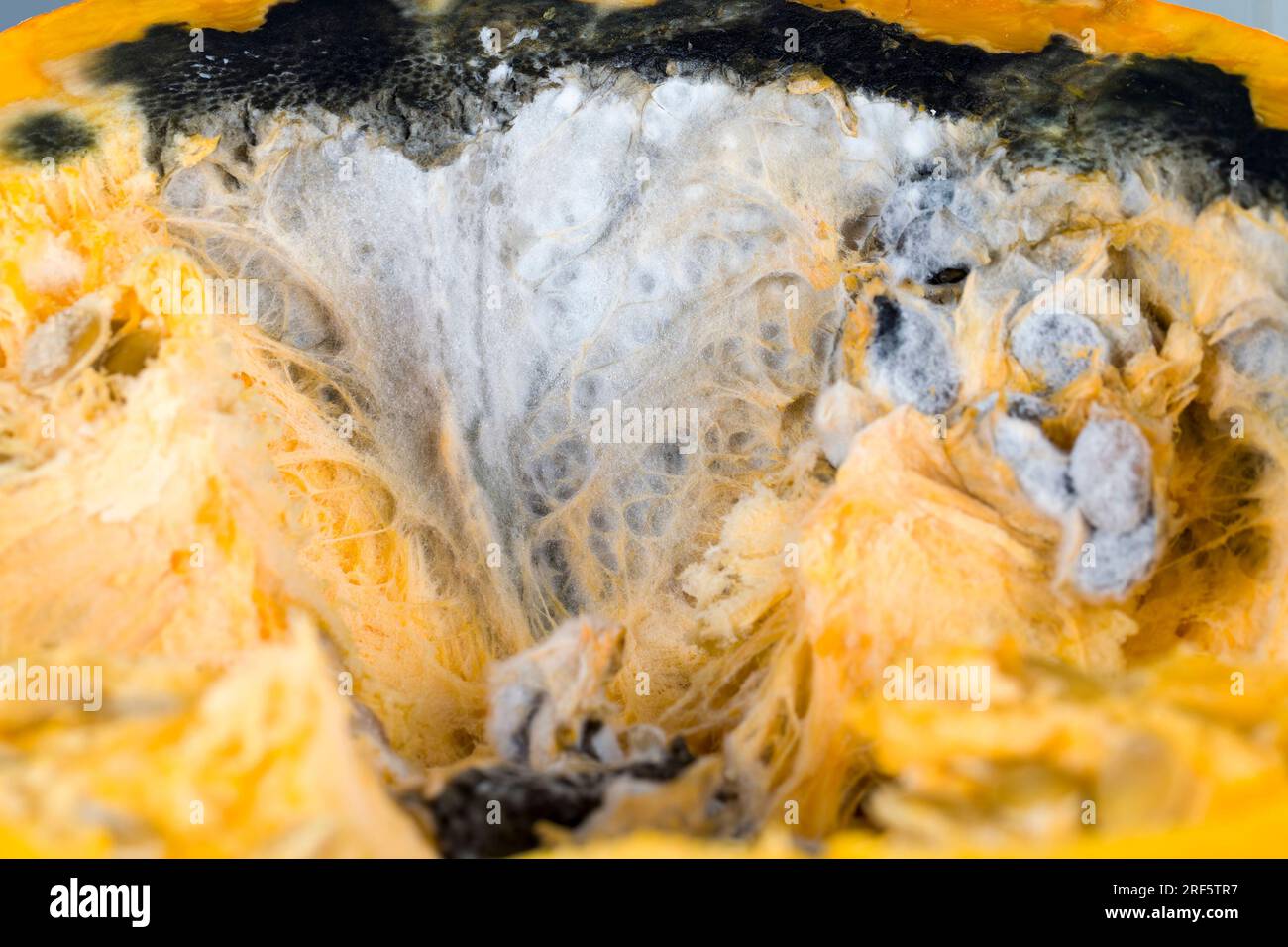 Reifer Orangenkürbis mit Schimmel und Schimmel bedeckt, reifes Gemüse, das aufgrund langer oder unsachgemäßer Lagerung verdorben wurde, Kürbis in gefährlichem Schimmel Stockfoto