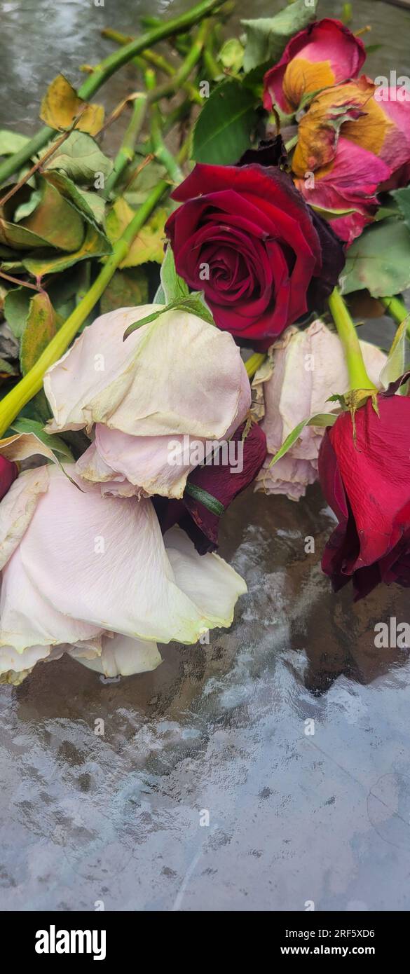 Die Überreste eines wunderschönen Straußes aus roten, rosa und weißen Rosen liegen auf einem gläsernen Terrassentisch, der dem Hintergrund einen Bokeh-Effekt verleiht. Stockfoto