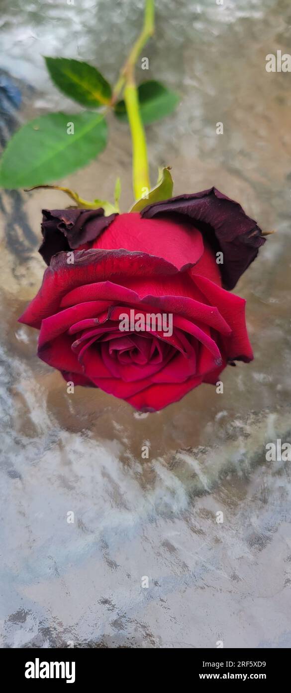 Eine einzelne rote Rose, die von einem welkenden, verblassten Strauß entfernt wurde, lag auf einem gläsernen Terrassentisch und verleiht dem Hintergrund ein Bokeh. Stockfoto