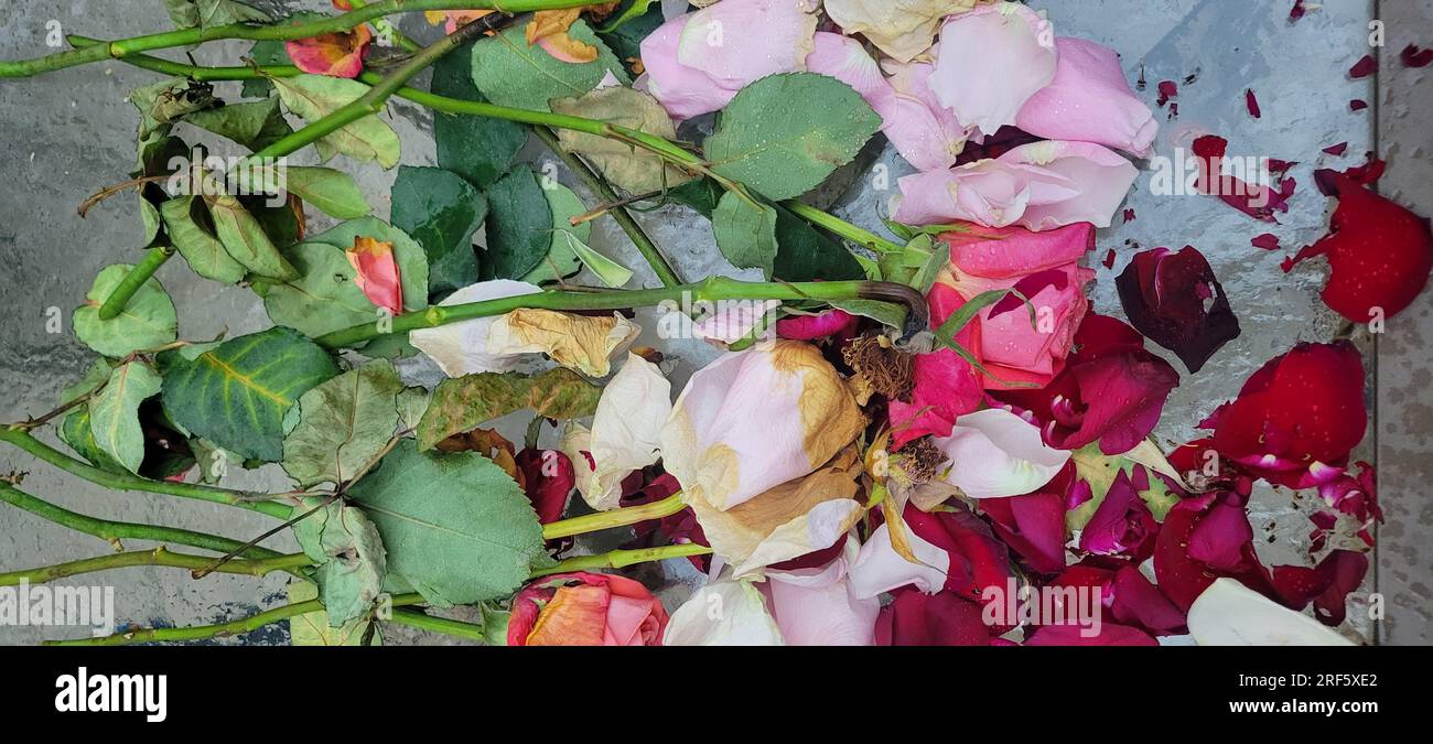 Die Überreste eines wunderschönen Straußes aus roten, rosa und weißen Rosen liegen auf einem gläsernen Terrassentisch, der einen Bokeh-Effekt auf den Hintergrund verleiht. Stockfoto