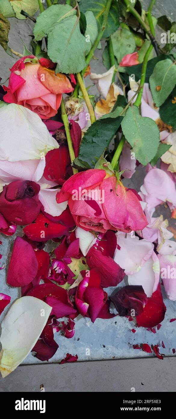 Die Überreste eines wunderschönen Straußes aus roten, rosa und weißen Rosen. Stockfoto