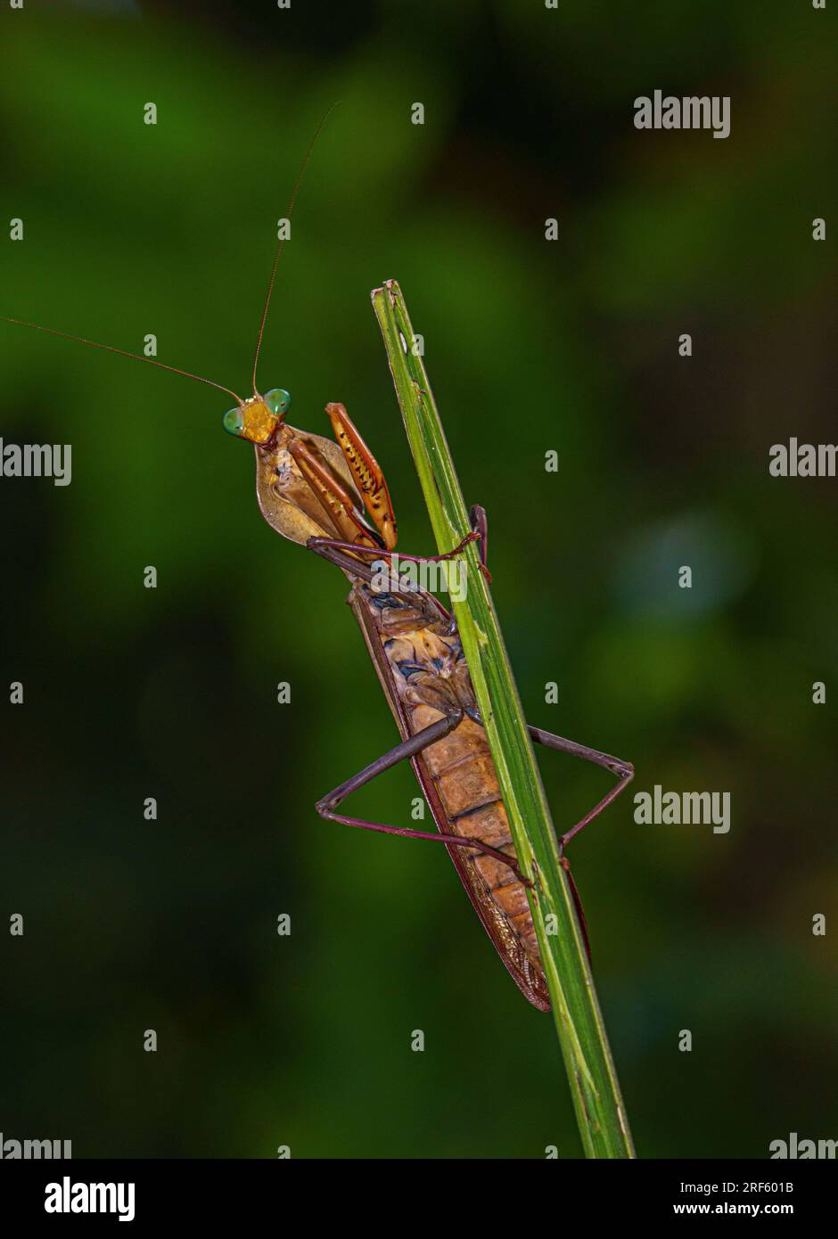 Riesige australische Regenwaldmantis (Hierodula majuscula), Iron Range NP, Cape York, Qld Stockfoto