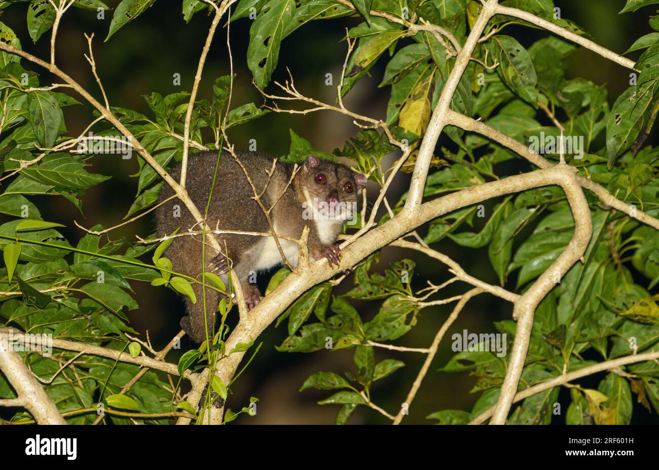 Southern Common Cuscus (Phalanger mimicus), Iron Range NP, Cape York, Qld Stockfoto