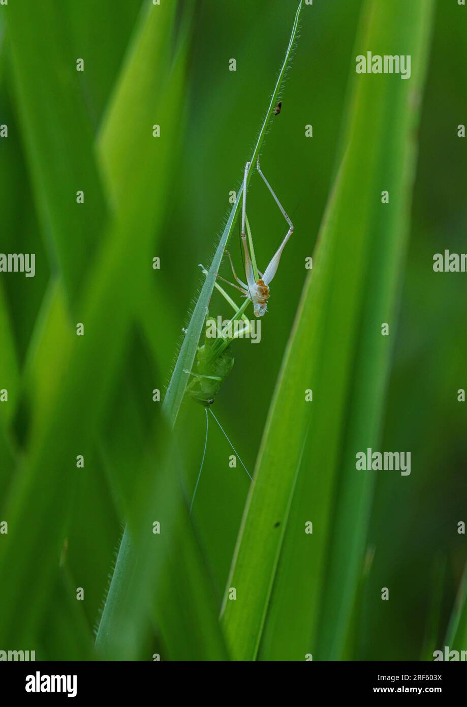 Leaf Katydid (Paracaedicia serrata) Skin Shedding, Iron Range NP, Cape York, Qld Stockfoto
