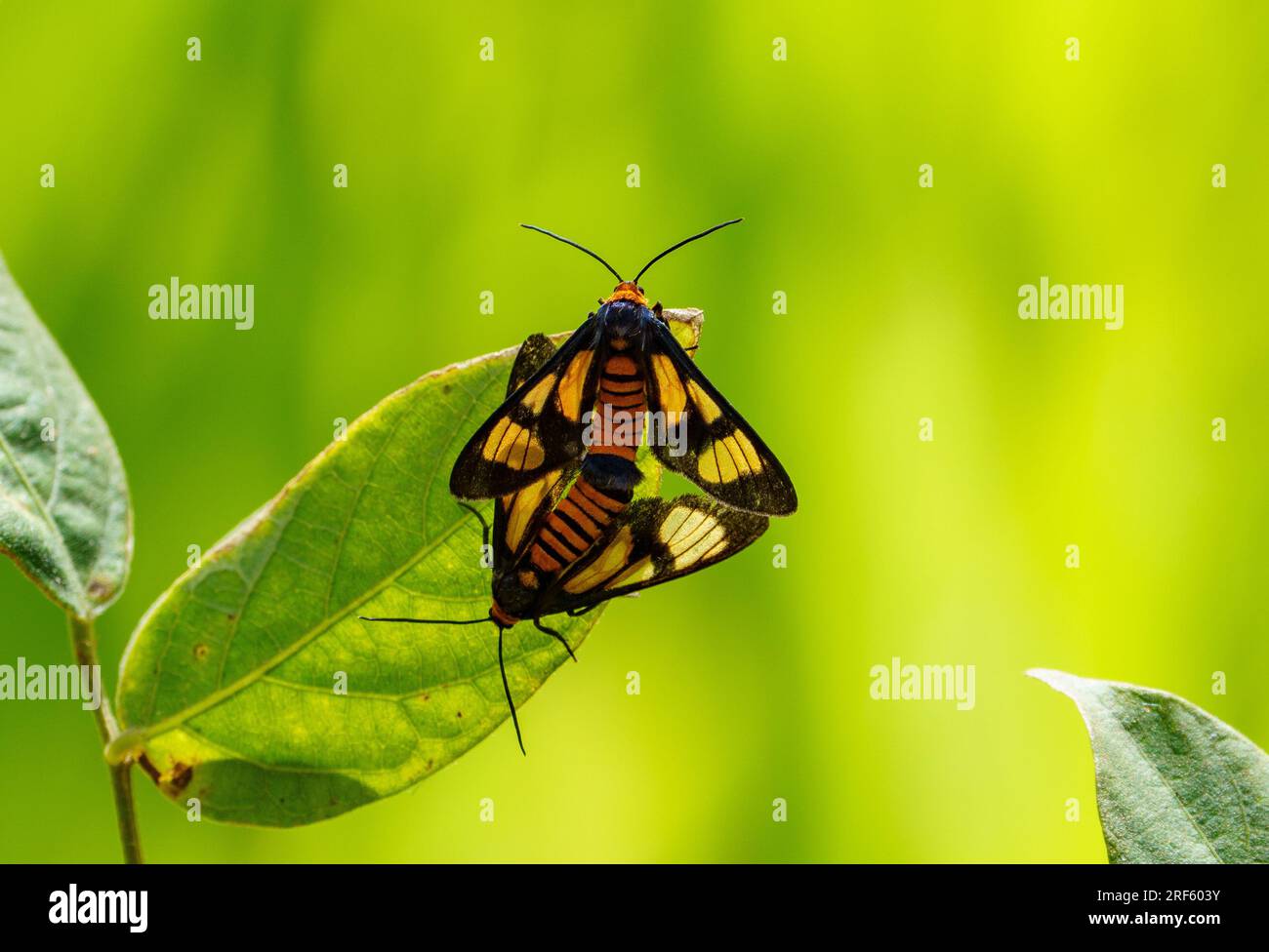 Mottenpaarung (Ceryx sphenodes), Iron Range NP., Cape York, Qld Stockfoto