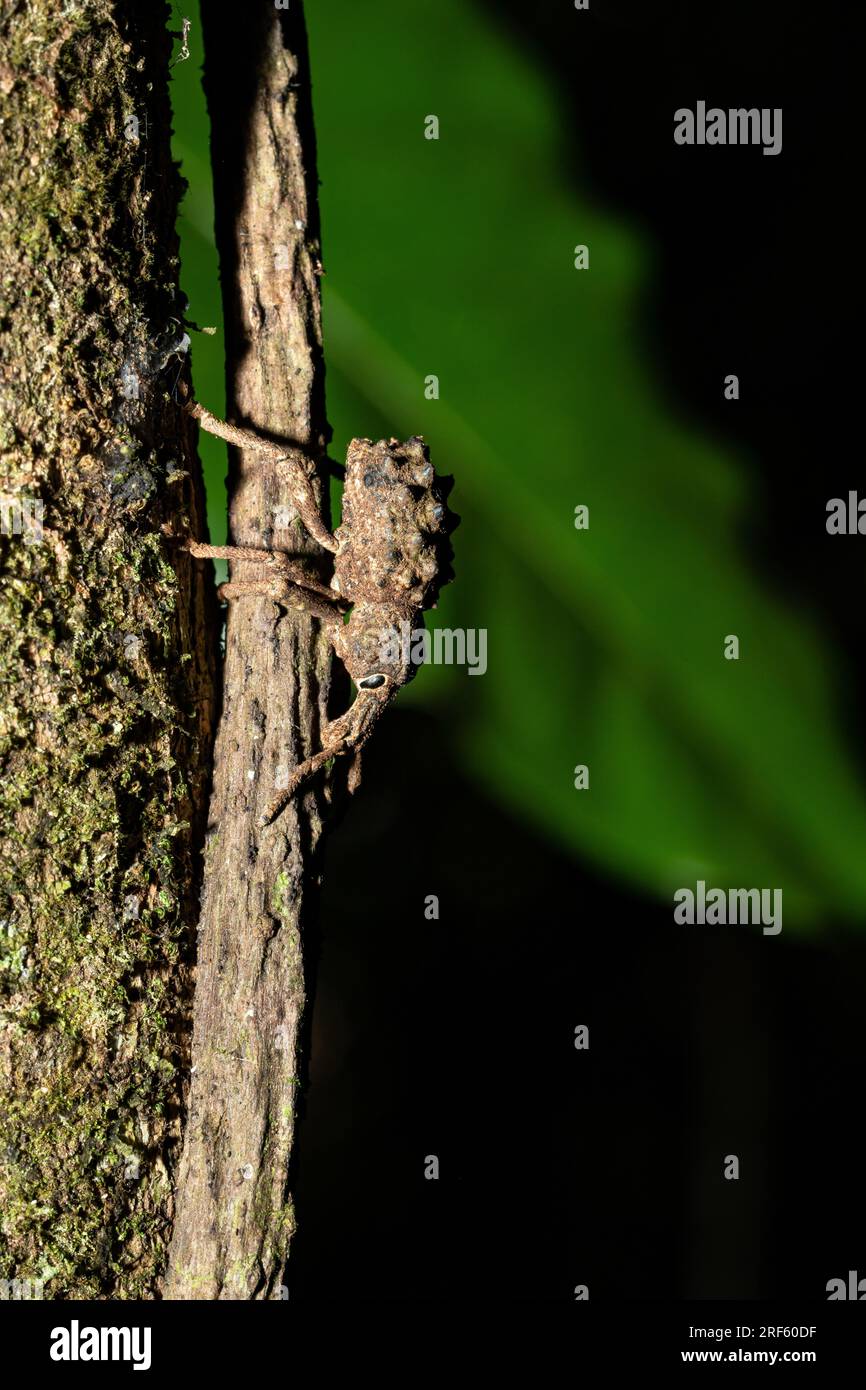 Breitnasen-Weevil (Orthorhinus cylindrirostris) - Daintree Regenwald, Cape Tribulation, Qld Stockfoto