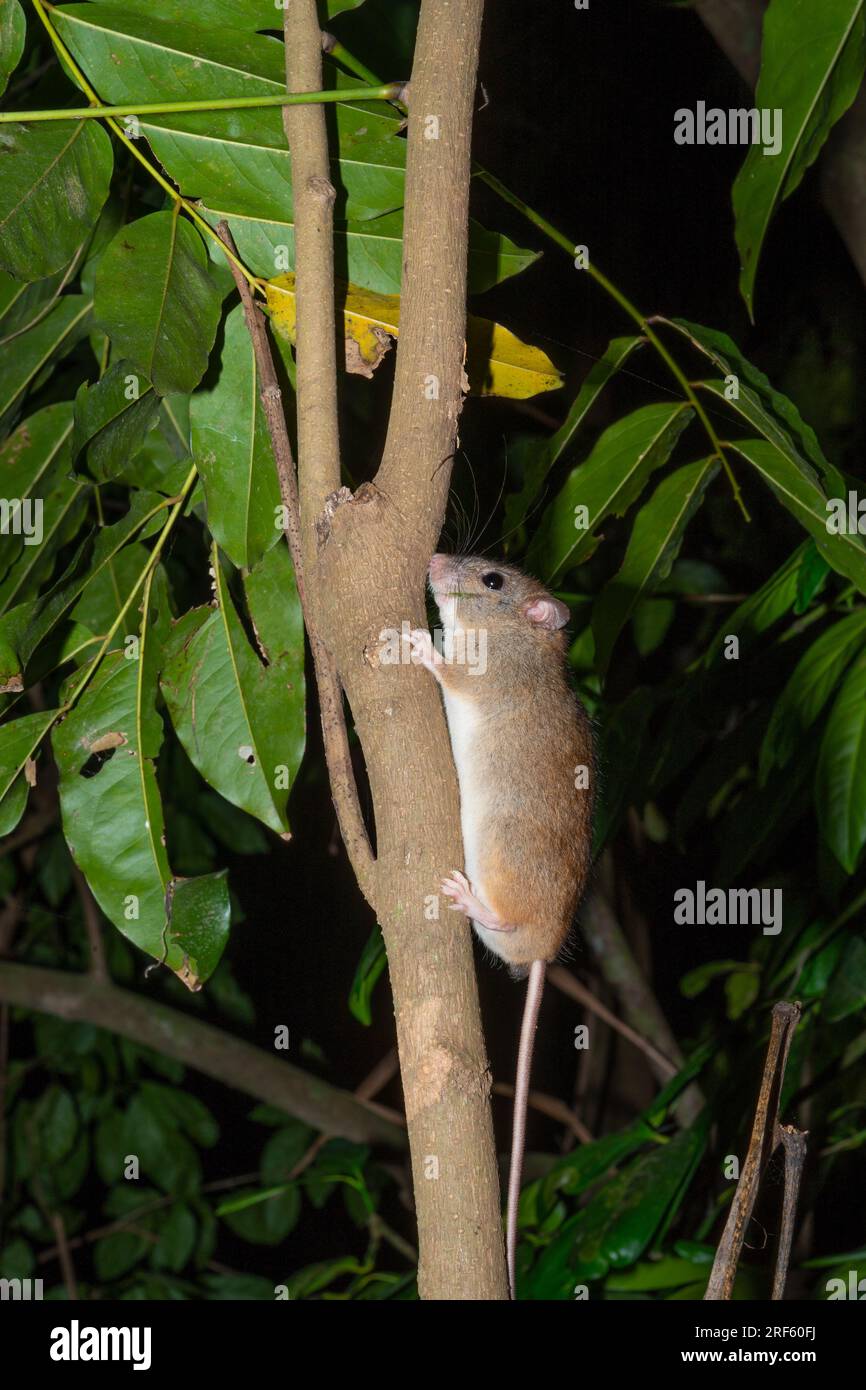 Cape York Melomy (Melomys capensis), Iron Range NP, Cape York Peninsula, Qld Stockfoto