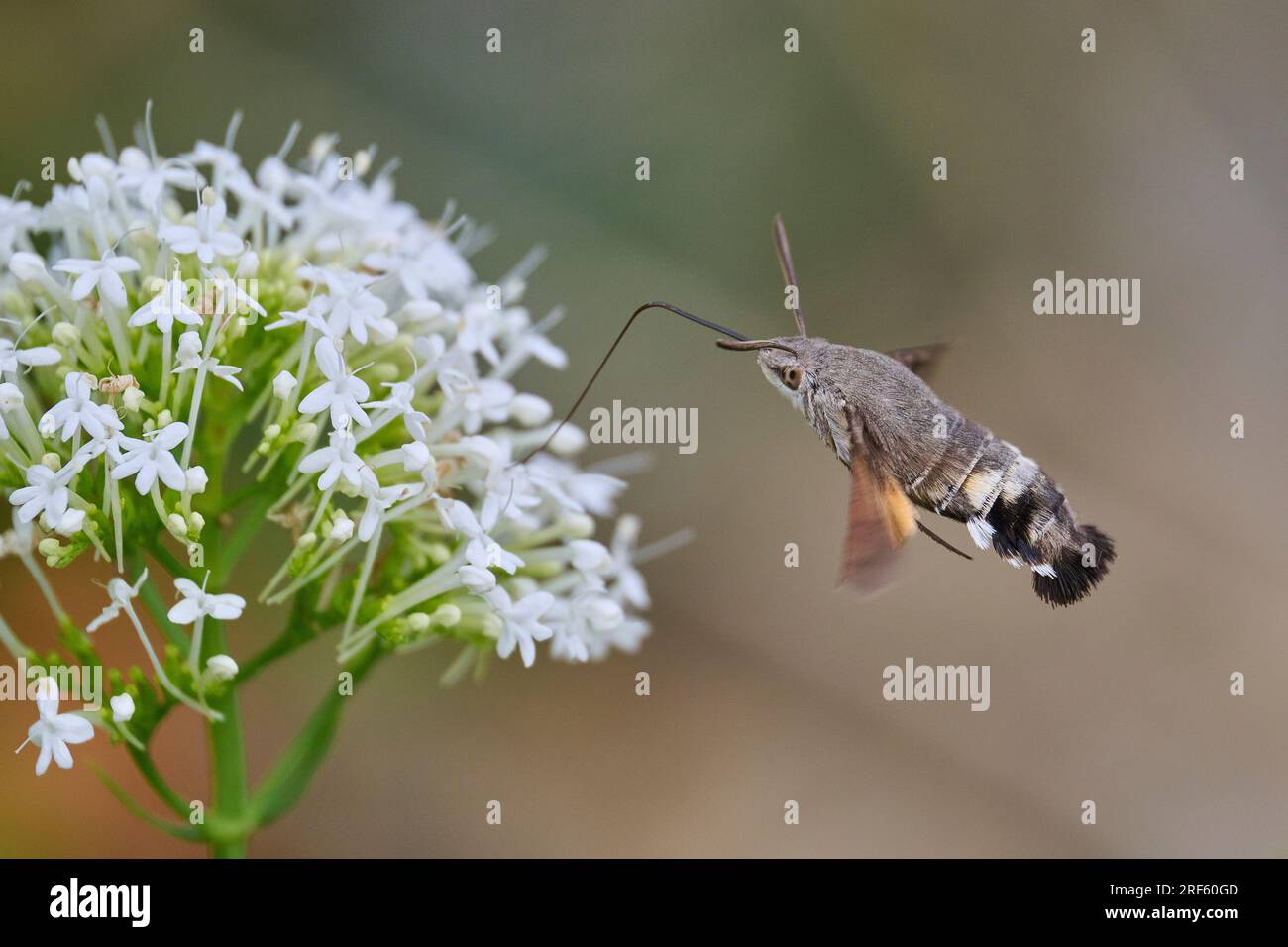 Kolibris-Hawkmoth im Flug, füttern Stockfoto