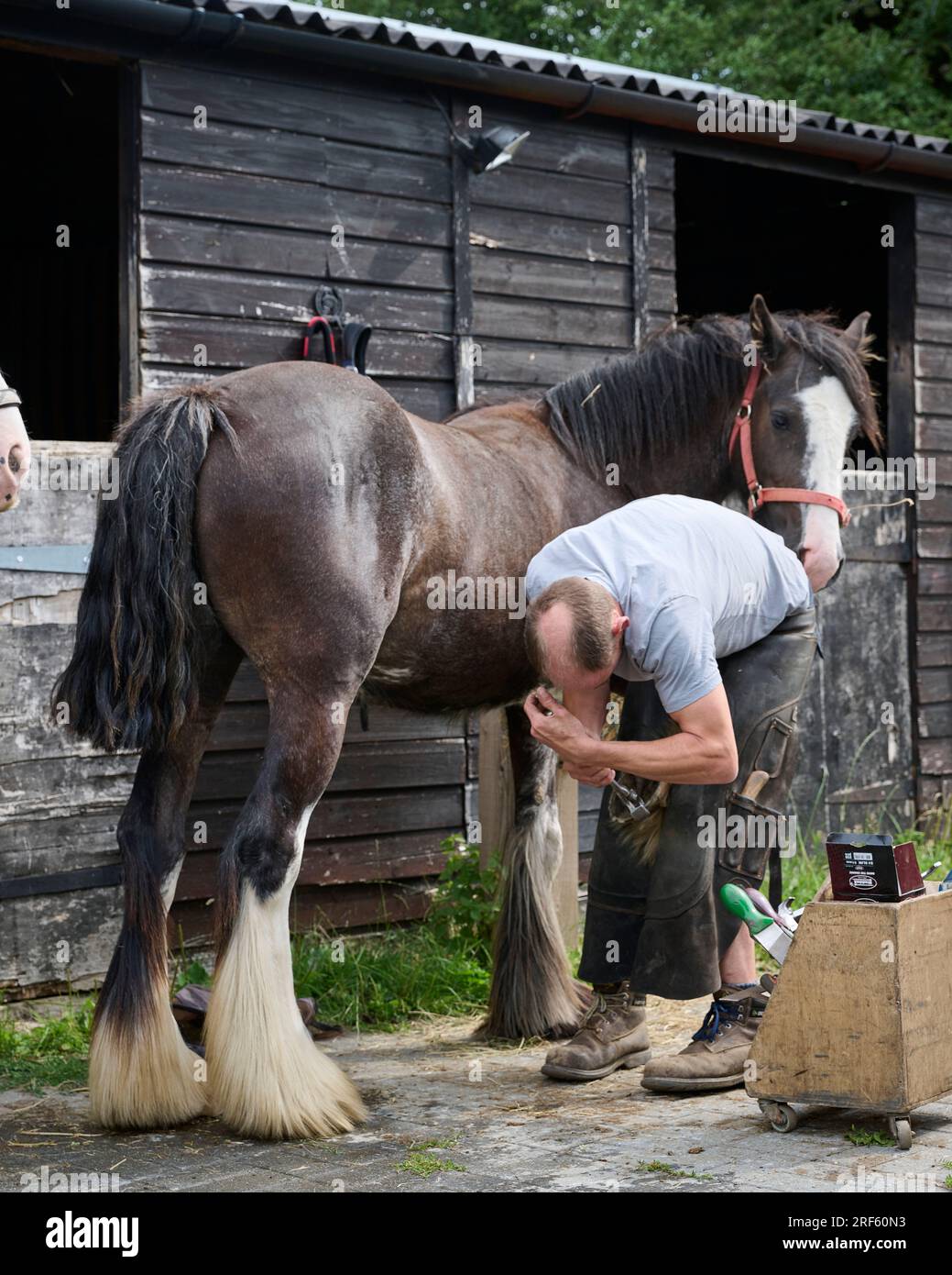 Ein Farrier, der ein Pferd schubst Stockfoto