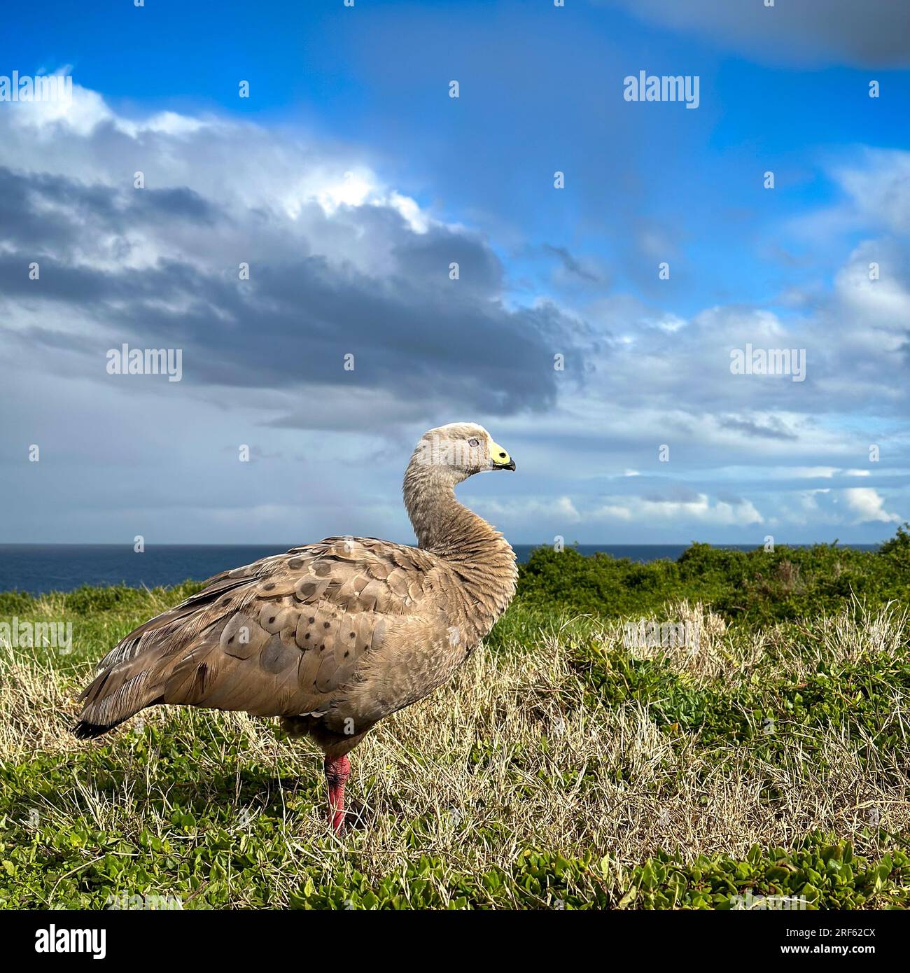 Profilansicht von Cape Barren Goose in Summerlands auf Phillip Island, Victoria, Australien. Stockfoto