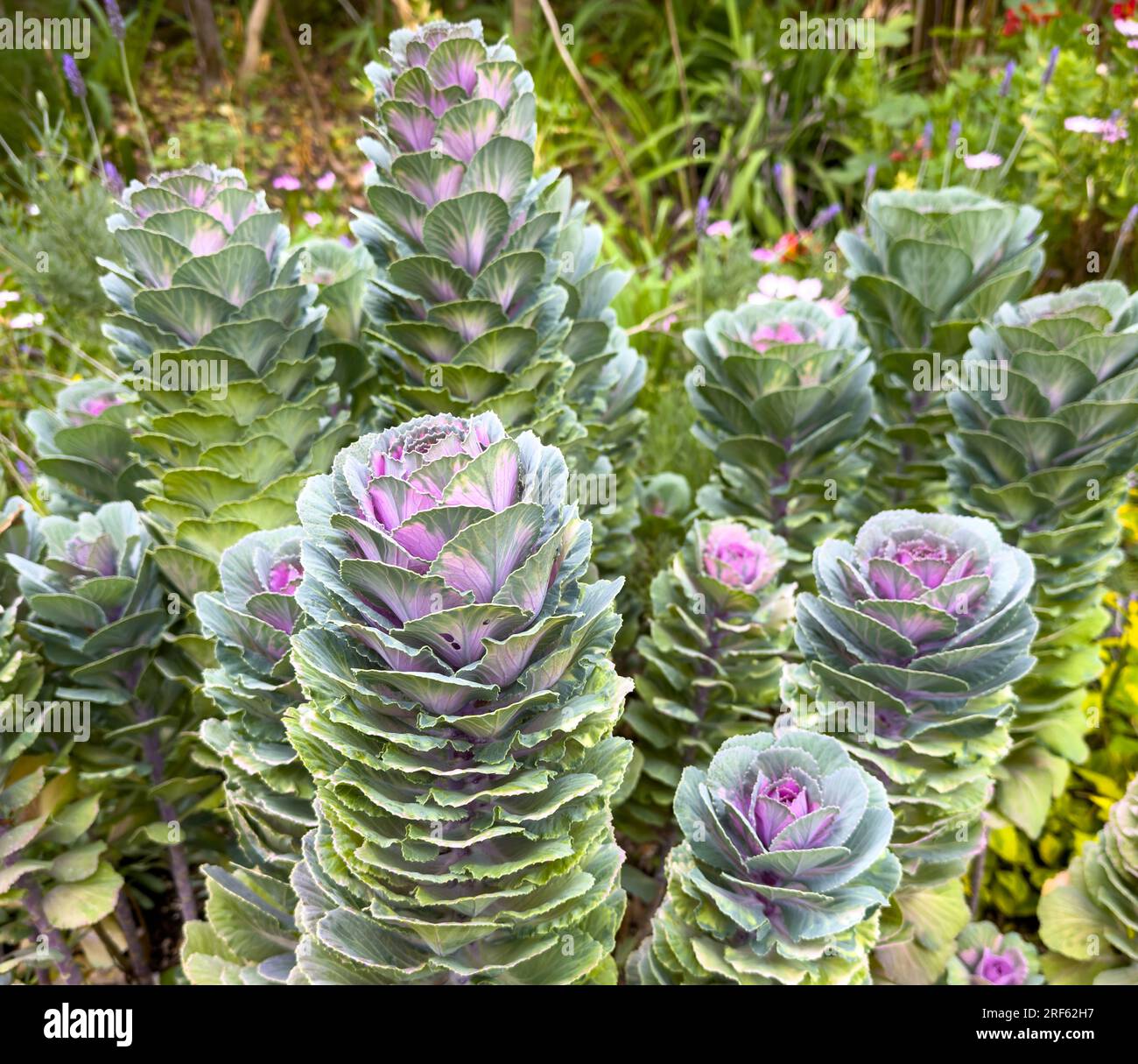 Blühender Zierkohl brassica oleracea Blätter in Grün- und Violetttönen Stockfoto