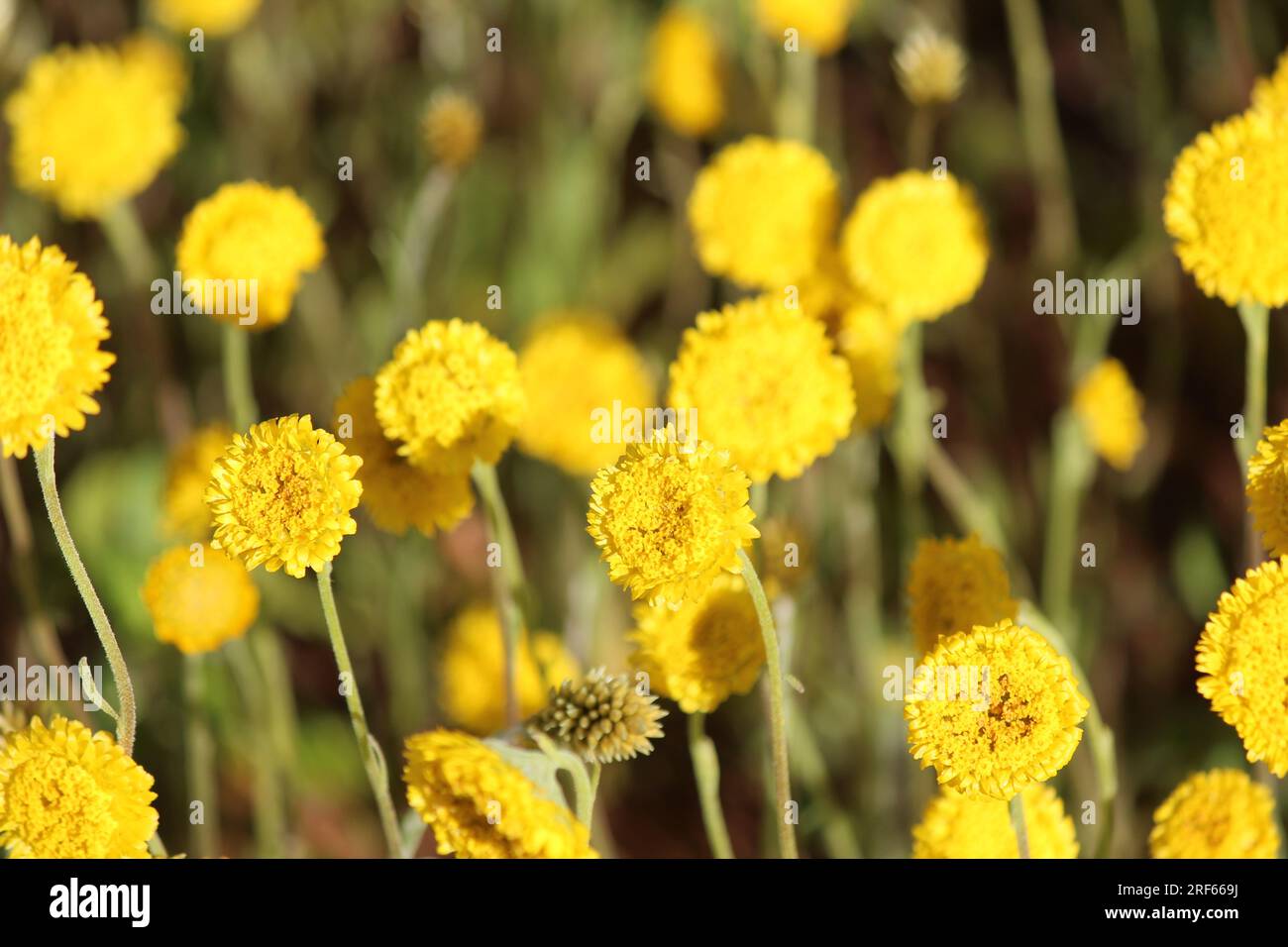 Gelbe Wildblumen Stockfoto