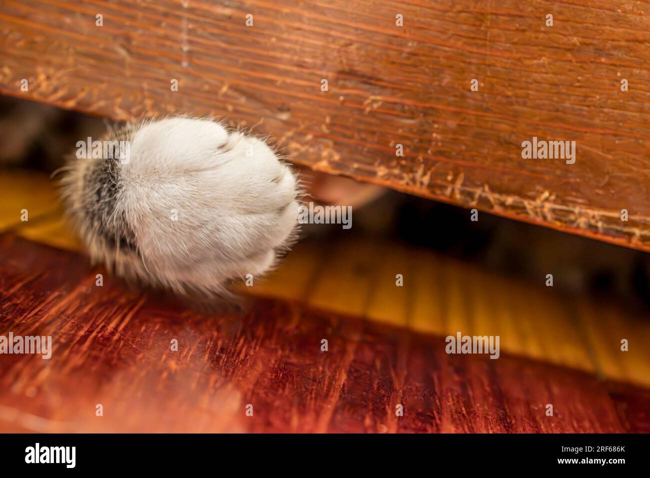Eine verspielte Katze, die unter der Tür spielt und Pfote und Klaue zeigt Stockfoto