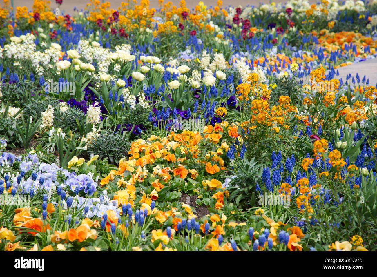 Wunderschönes und duftendes Frühlingsbettkonzept mit Tulpen, Muscari, Schlummerrollen und Hyazinthen in Helsinki, Finnland Mai Stockfoto