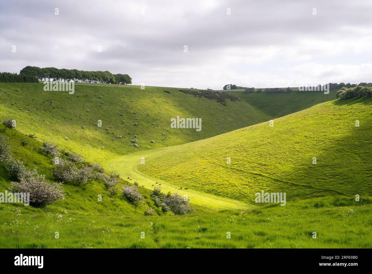 Im Tal bei Fairy Dale auf den Yorkshire Wolds ist Licht getaucht Stockfoto