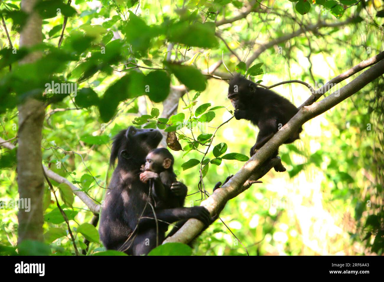 Eine Erwachsene Frau von Sulawesi-Schwarzkammmakaken (Macaca nigra) kümmert sich um einen Nachwuchs, während sie mit einem anderen Jugendlichen interagiert, während sie auf einem Zweig eines Baumes im Naturschutzgebiet Tangkoko, North Sulawesi, Indonesien sitzt. Männliche Kammmakaken reagieren selten (11 Prozent) auf Schreie von Säuglingen, die an agonistischen Interaktionen beteiligt sind, so ein Team von Primaten-Wissenschaftlern unter Leitung von Daphne Kerhoas in ihrem Bericht vom Juli 2023, der im International Journal of Primatology veröffentlicht wurde. Wir fanden auch heraus, dass Männer, die der beste Freund der Mutter waren, etwas eher darauf reagierten... Stockfoto