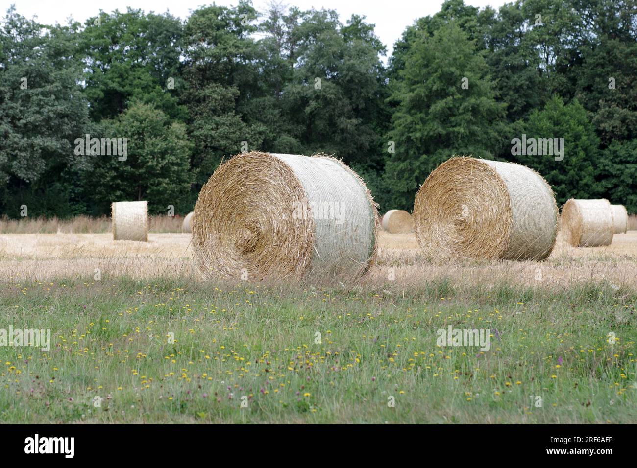 Querformat, Rundballen mit Stroh, Feld, Stroh, Getreide, Getreideernte, Landwirtschaft, Deutschland, fertige Strohballen, die auf dem Feld liegen, bereit für die Abholung Stockfoto