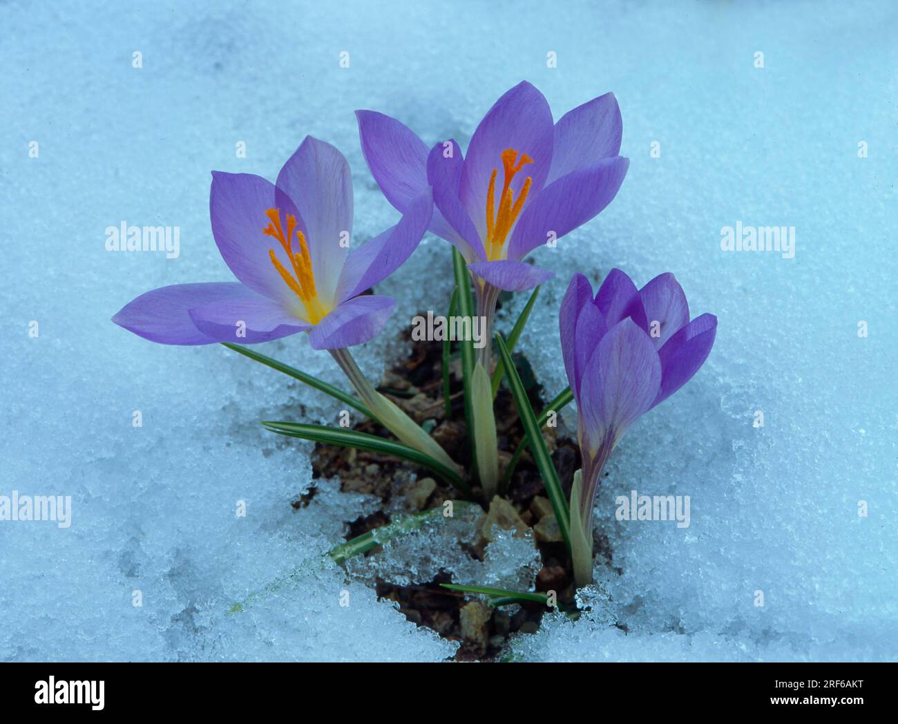 Weißer Safran im Schnee, Crocus vernus ssp. Albiflorus) Stockfoto
