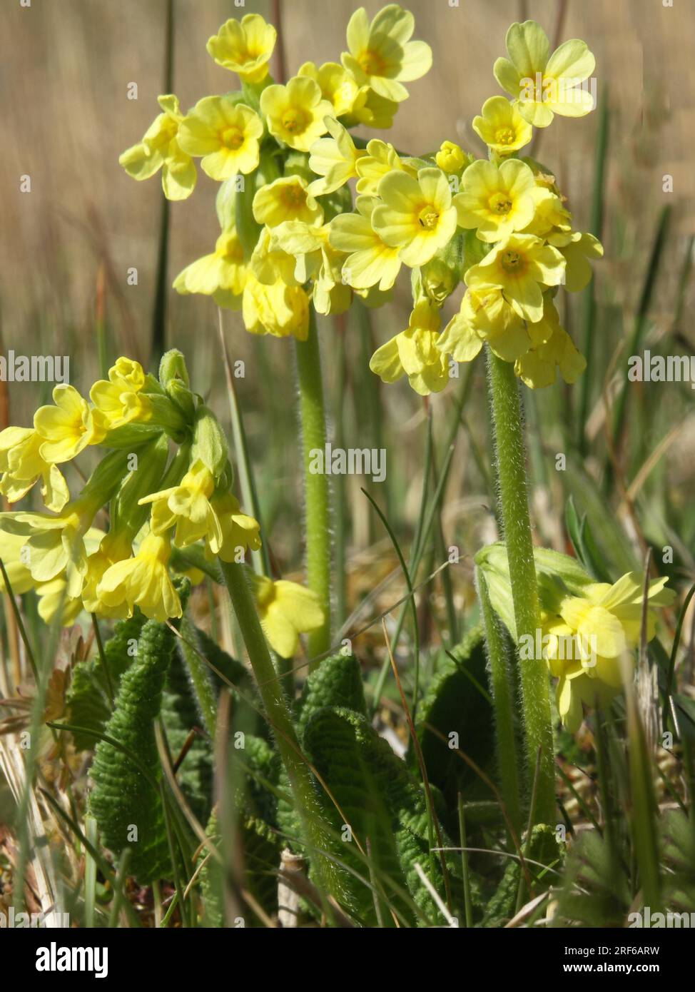 Echte Oxlippe (Primula elatior) Stockfoto