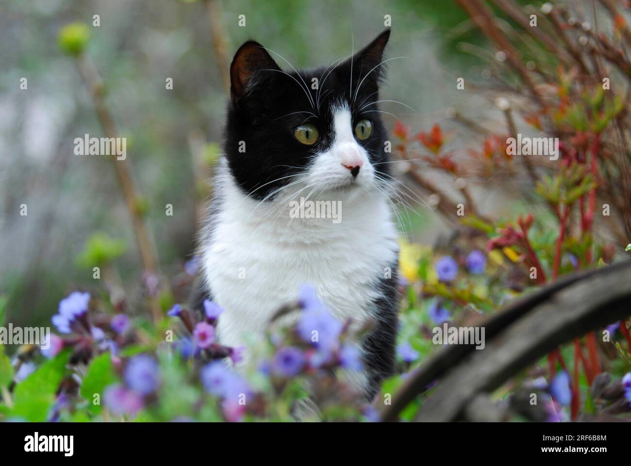 Hauskatze im Garten, Wildkatze (Felis silvestris) forma catus, domesticus Stockfoto