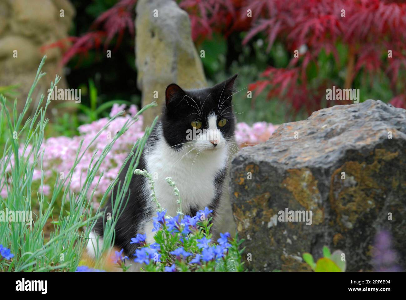 Hauskatze sitzt zwischen Steinen im Garten, Katze sitzt zwischen Steinen in der Wildkatze (Felis silvestris) forma catus, domesticus Stockfoto