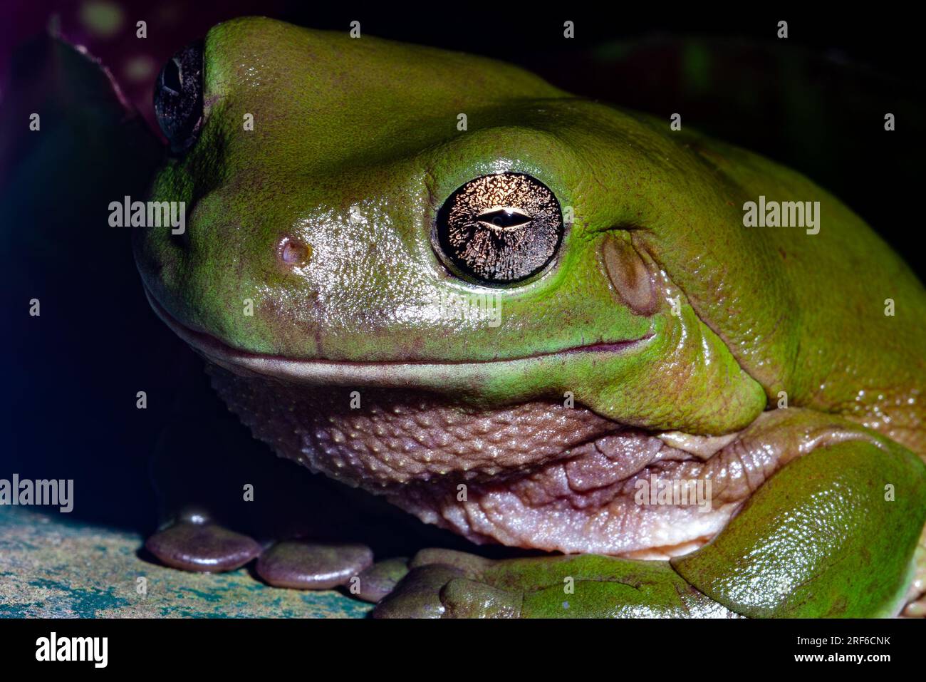 Australischer Grünbaumfrosch, Ranoidea caerulea, Litoria caerulea, wild, Malanda, Atherton Tablelands, Tropical North Queensland, Far North Queensland. Stockfoto