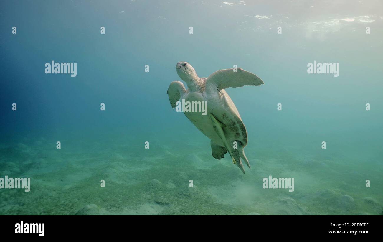 Rotes Meer, Ägypten. 17. Juni 2023. Große grüne Meeresschildkröte (Chelonia mydas), die im blauen Ozean schwimmt, Rotes Meer, Ägypten (Kreditbild: © Andrey Nekrasov/ZUMA Press Wire), NUR REDAKTIONELLE VERWENDUNG! Nicht für den kommerziellen GEBRAUCH! Stockfoto