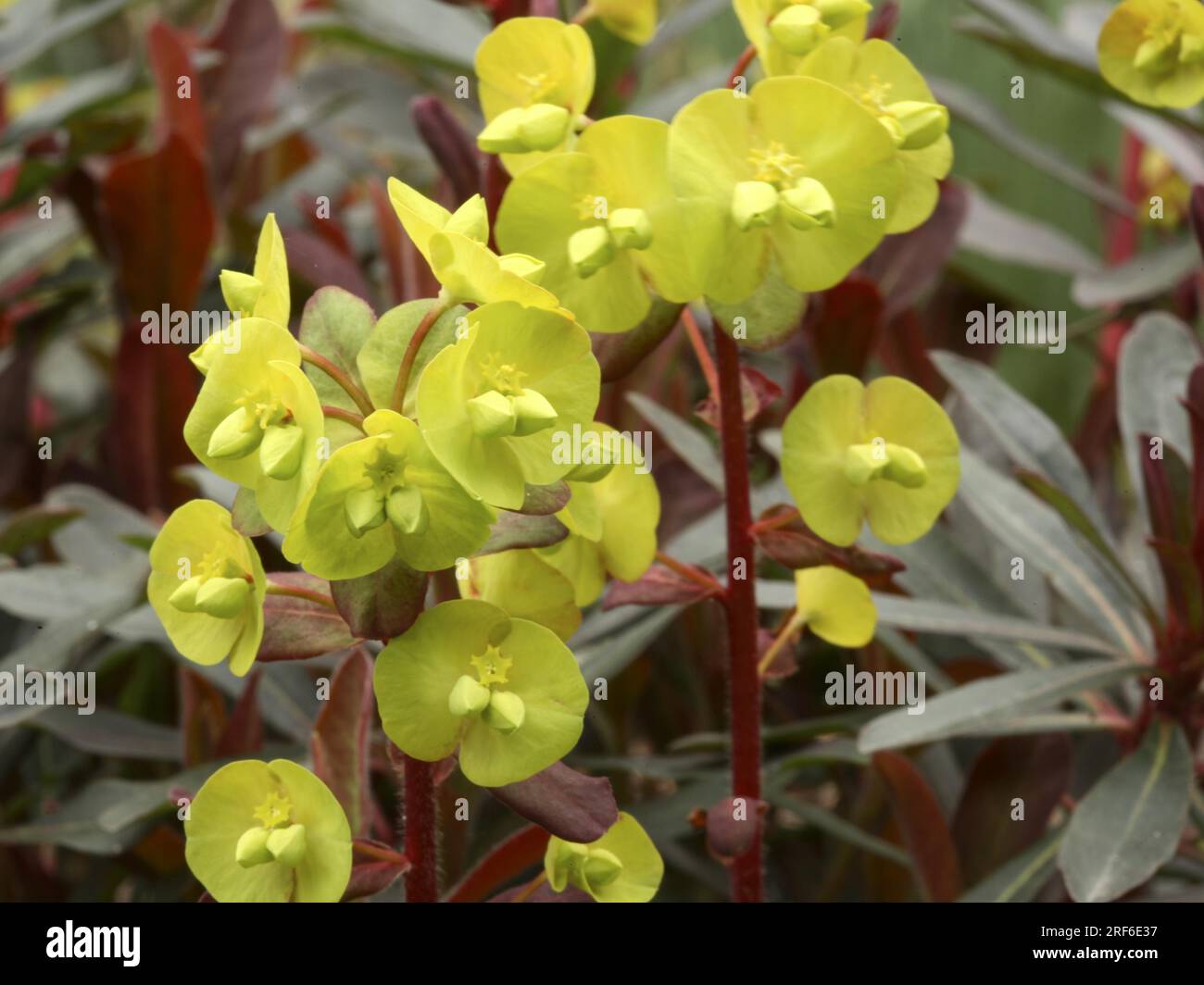 Holzspäne (Euphorbia amygdaloides) - „Purpurea Stockfoto