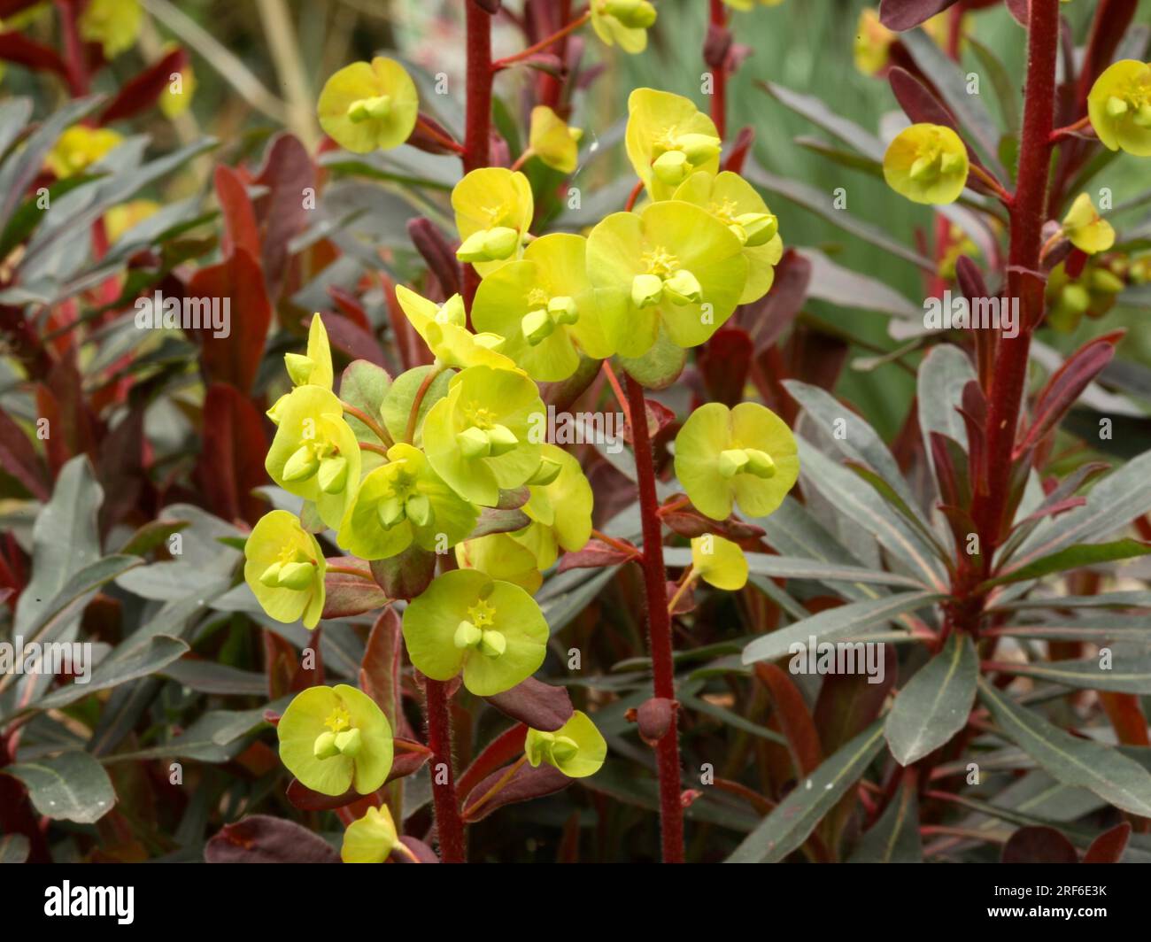 Holzspäne (Euphorbia amygdaloides) - „Purpurea Stockfoto