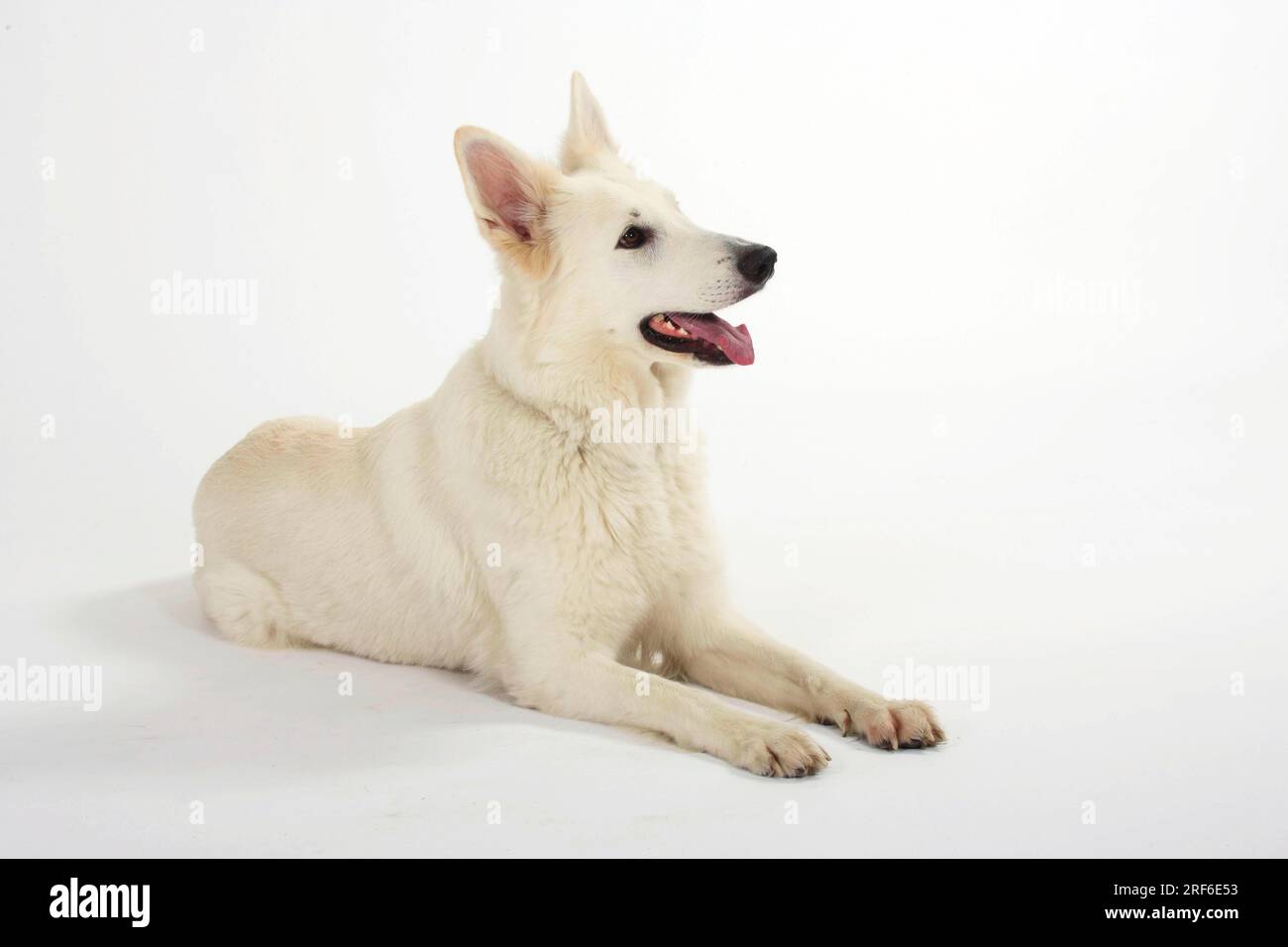 Weißer Schweizer Schäferhund, AC Weißer Schäferhund, Berger de Suisse Stockfoto