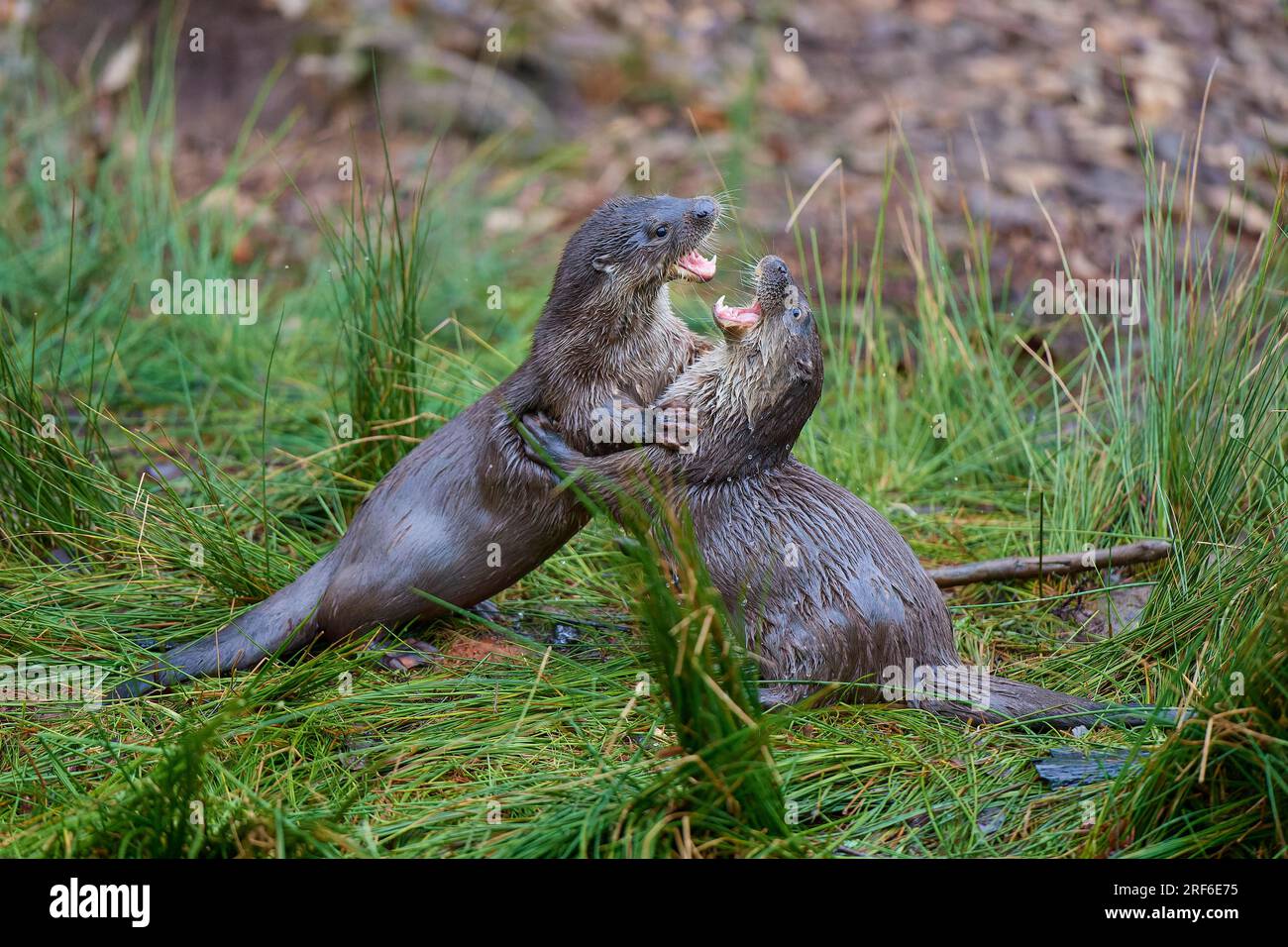 Europäischer Otter (Lutra lutra), zwei Tiere, die am Ufer kämpfen, gefangen, Deutschland Stockfoto