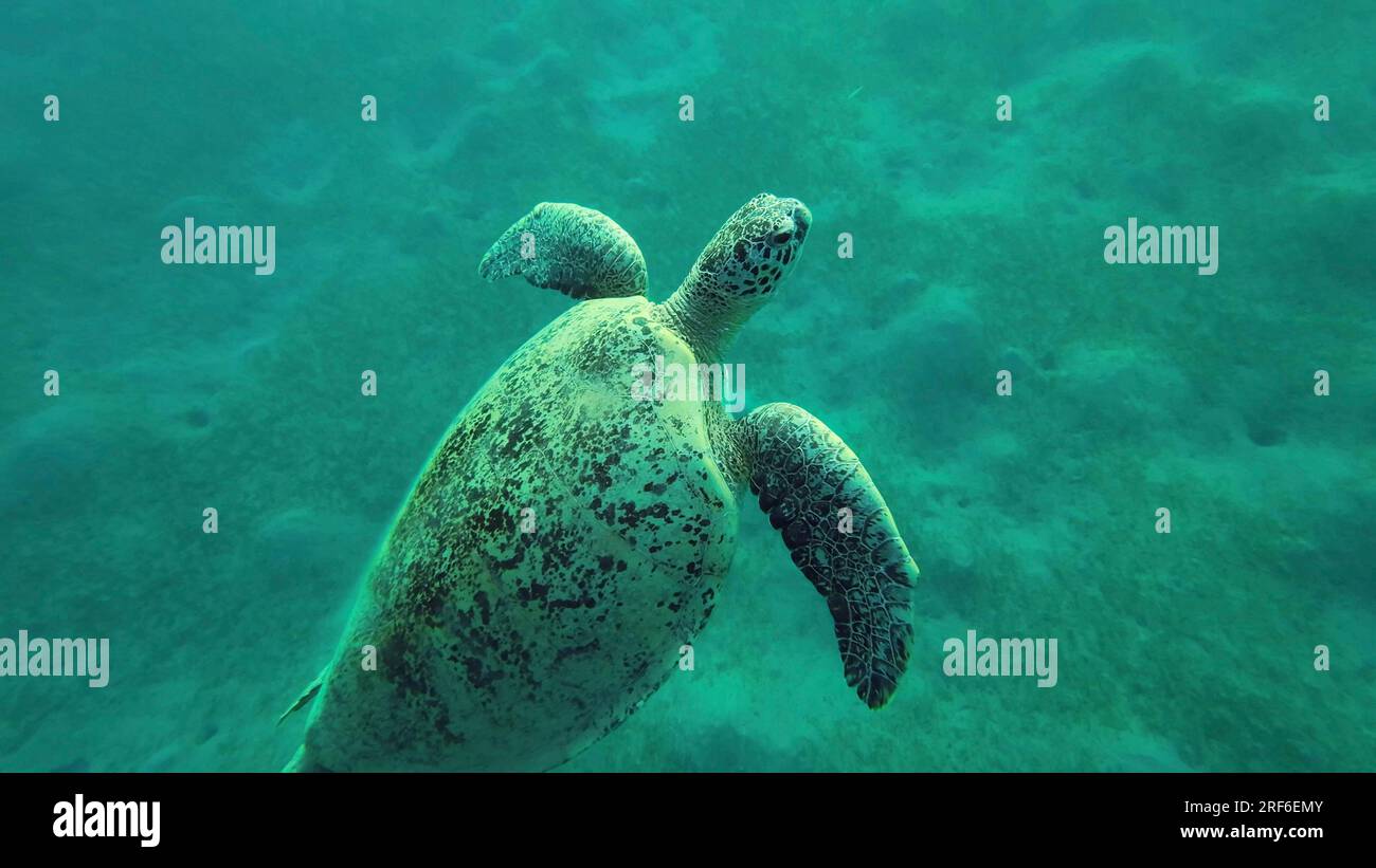 Die grüne Meeresschildkröte (Chelonia mydas) schwimmt von der Wasseroberfläche in Rochen, das Rote Meer, Ägypten Stockfoto