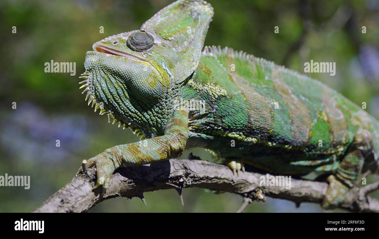 Nahaufnahme eines verärgerten älteren Chamäleons, das an einem Dornzweig entlang geht und seinen Mund öffnet. Verhülltes Chamäleon, jemenitisches Chamäleon oder Cone-Head chamel Stockfoto