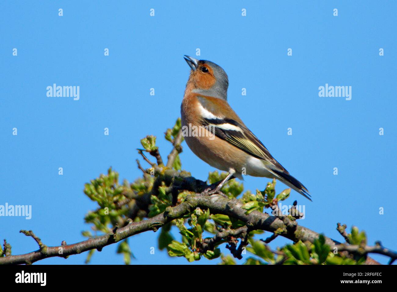 Schaffinch, männlich, England (Fringilla Coelebs), Finken, Seite Stockfoto